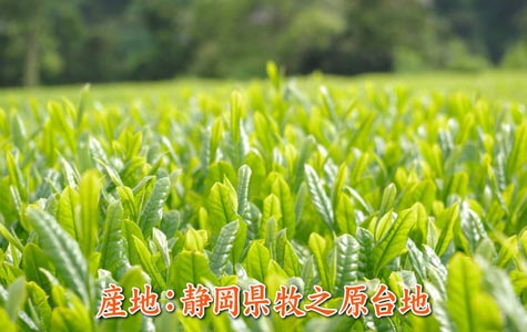 産地は特に良い茶葉が採れる事で有名な「牧之原台地」