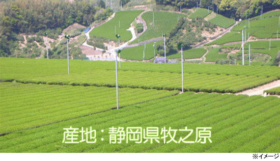 高級な抹茶をブレンド!お茶のソムリエが仕上げたこだわりの煎茶