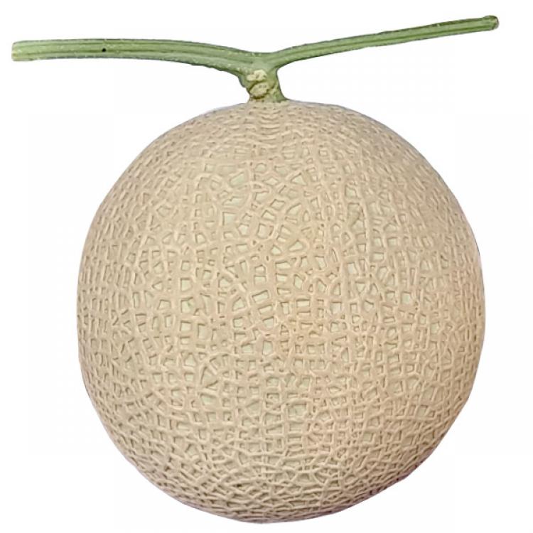 贈答用 熊本県産 マスクメロン 約1 2 1 3kg 1玉 ｂｓｓショッピング