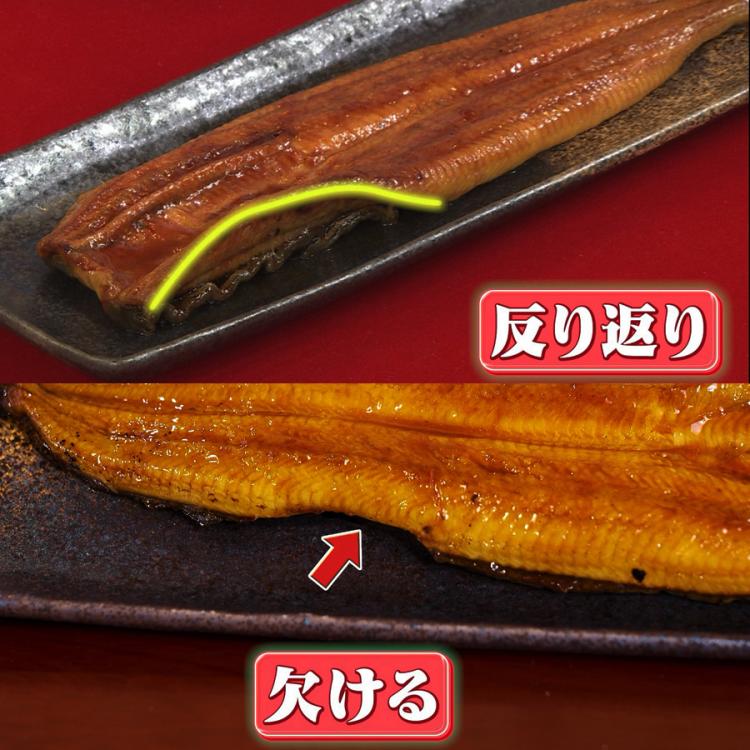 ひい様　生うなぎ　6尾 楽天市場】＼夏のスタミナUPに！／『養殖 活き締め 生うなぎ 1尾